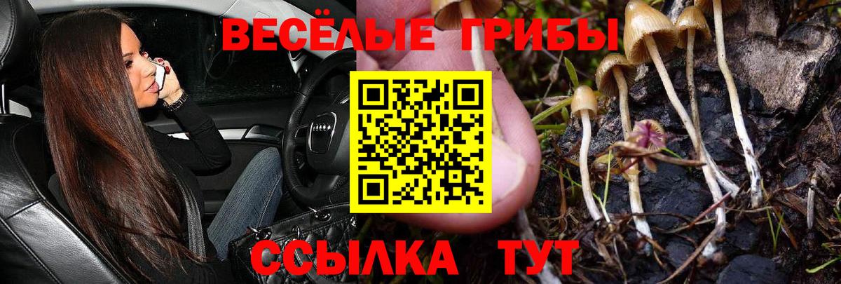 Псилоцибиновые грибы Psilocybine cubensis Строитель